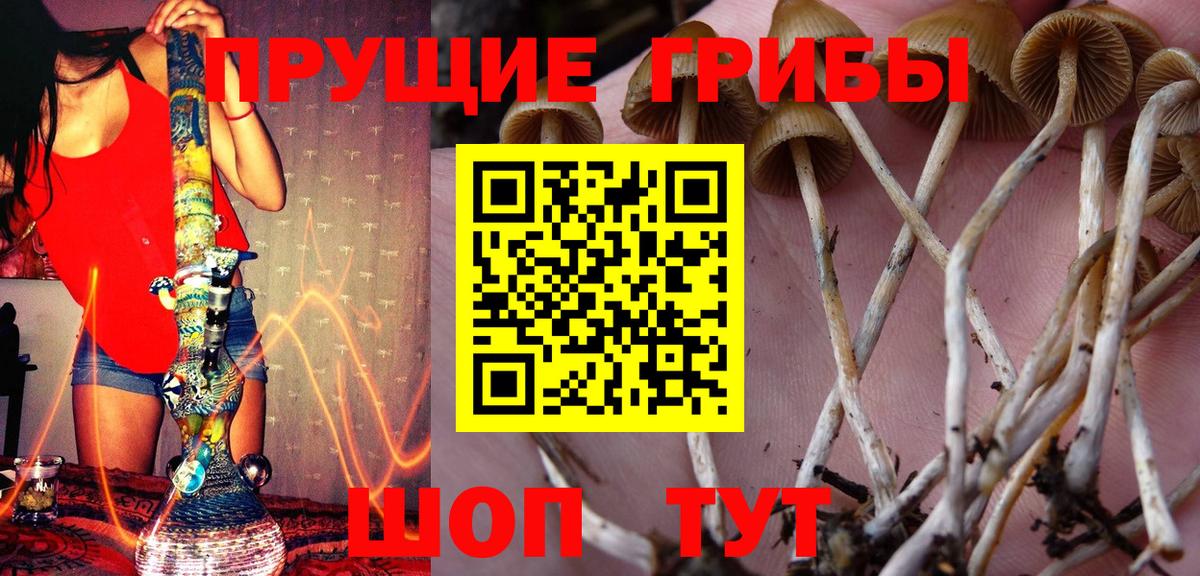 Северодвинск  Псилоцибиновые грибы Psilocybe  Вход с VPN  Псилоцибиновые грибы мухоморы 